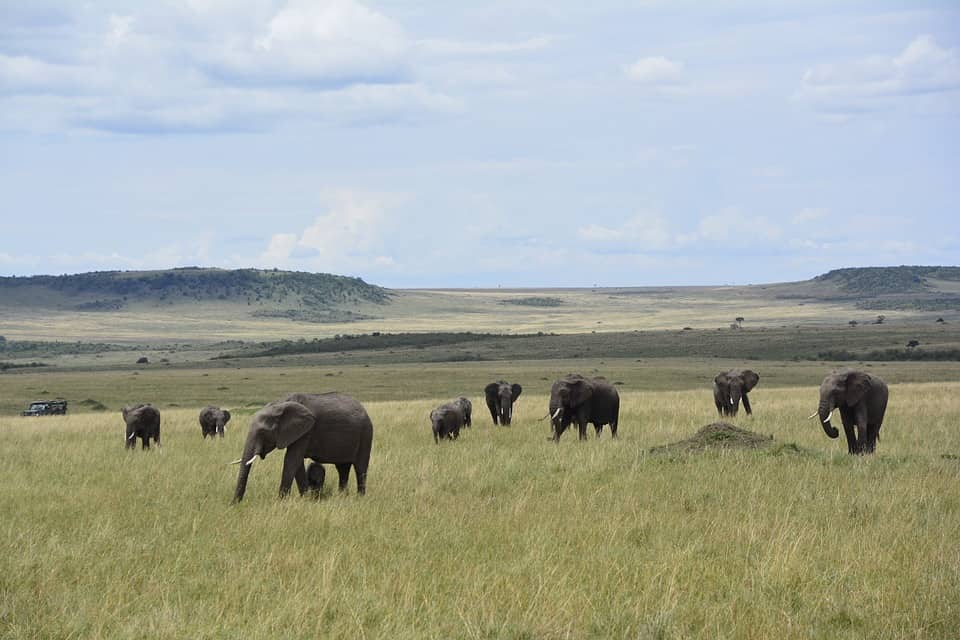 kenya-safari-travel