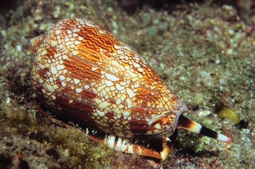 cone-snail