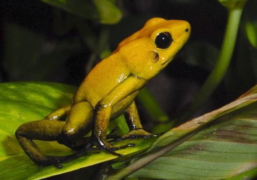 posion-dart-frog
