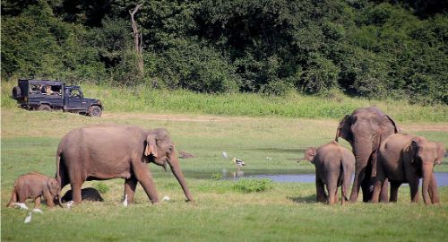 yala-national-park